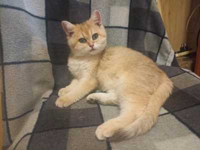Котенок