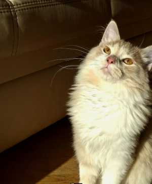 Котик в ответственные руки