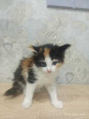 Продам котят бесплатно