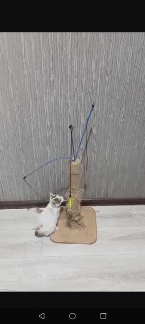 Котенок