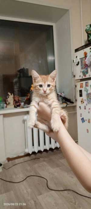 Милые котята.