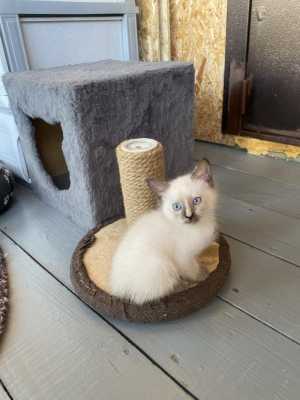 Кошечка 2 месяца