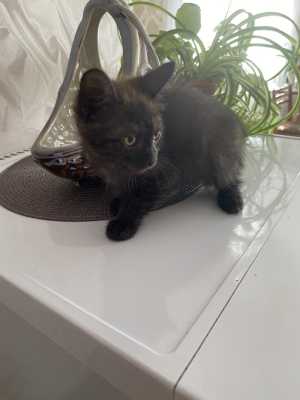 Котик к лотку приучен, в добрые руки