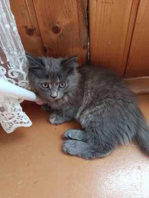 Котенок