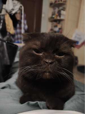 Кот