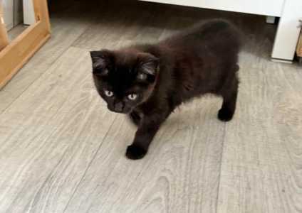 Котенок в добрые руки
