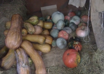 Продам тыкву