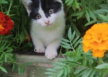 Котята