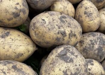 Продам картофель