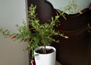 Домашний гранат