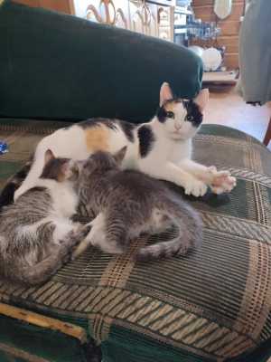2 игривых котёнка