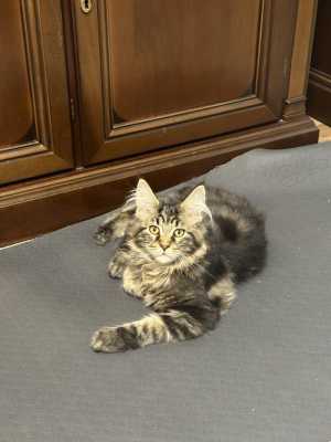 Шикарные котята породы мейнкун