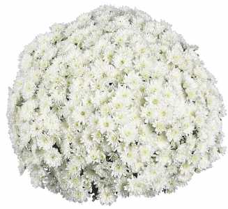 Хризантема мультифлора Fair White