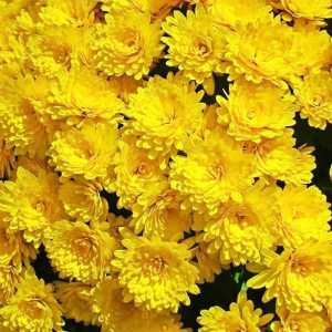 Хризантема мультифлора Gigi Yellow