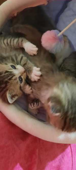 Котята 1 месяц