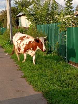 Корова айширка