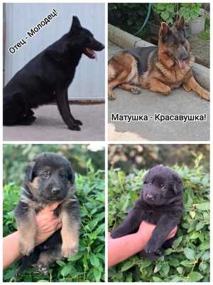 Щенки Немецкой овчарки