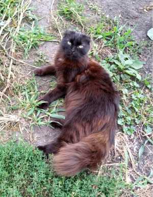 Отдам в добрые руки котиков и кошек