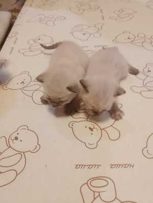 Сиамские котята девочка и мальчик