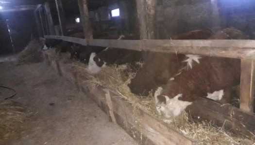 Продам ЛПХ