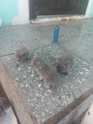 Котята