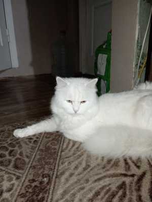 Кот (2 года) ищет (любую) кошку