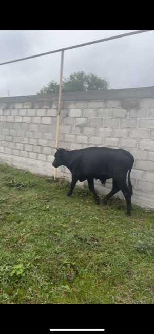 Корова стельная с бычком