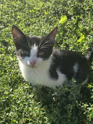 Котятки отдам в добрые руки бесплатно