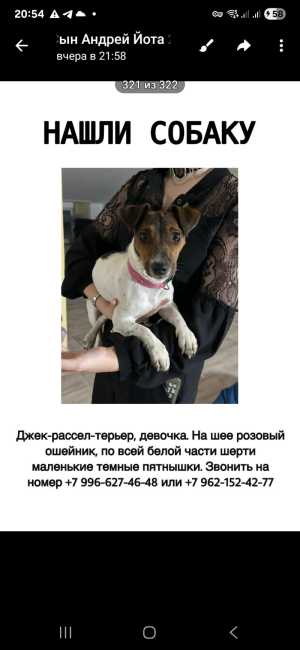 Кто потерял собаку