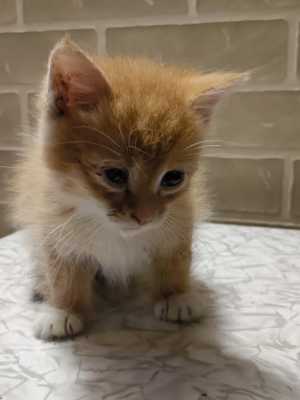 Котятки ищут хозяина