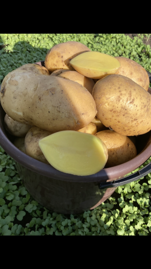 Продам картофель