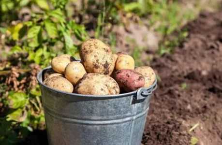 Продам картофель