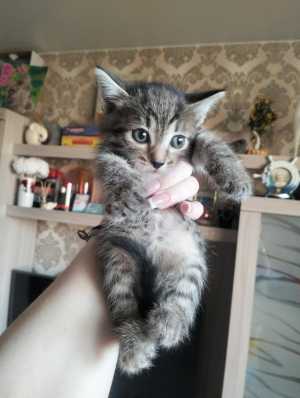 Котенок