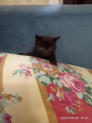 Котенок
