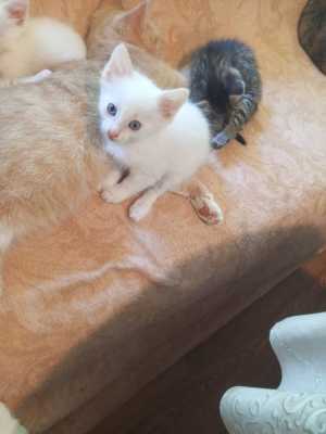 Отдаю котят в добрые руки