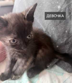 В добрые руки.