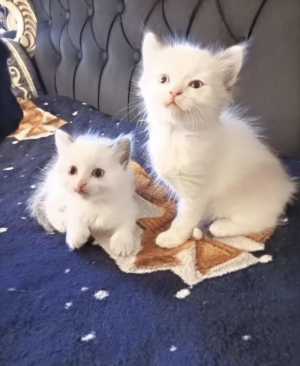 Ragdoll котята