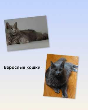 Котенок породы нибелунг