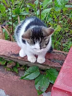 6 котят+ 2 кошки