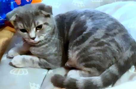 Котенок 4 месяца