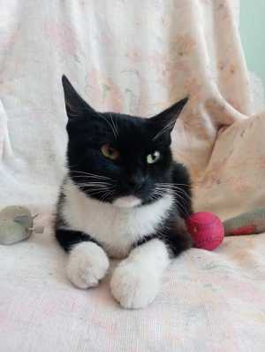 Кошка