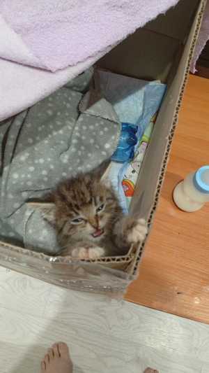 Котята