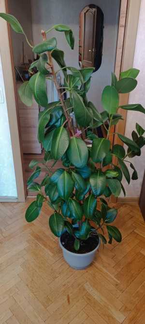 Фикус1,5 метра
