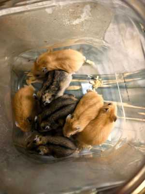 Хомяки апельсинки