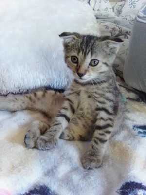 Кошечка