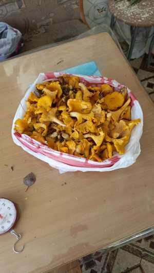 Лисички