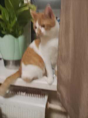 Кошка