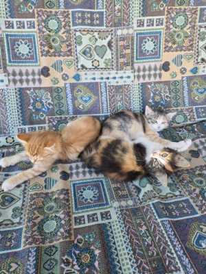 Котята в добрые руки