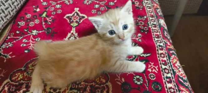 Котенок
