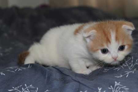 Котики красный арлекин